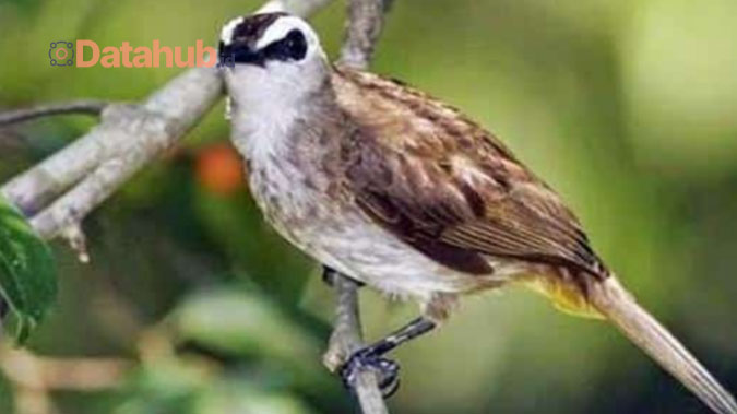 Ramuan Alami untuk Burung Trucukan Biar Gacor Siang Malam