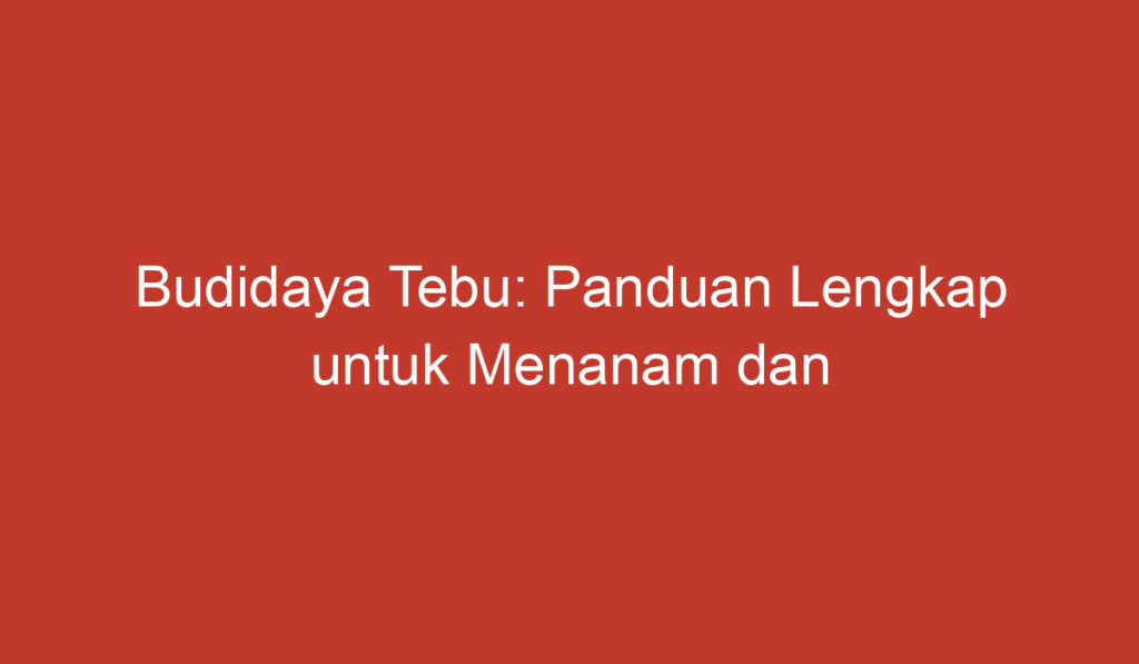 Budidaya Tebu: Panduan Lengkap untuk Menanam dan Menghasilkan Gula