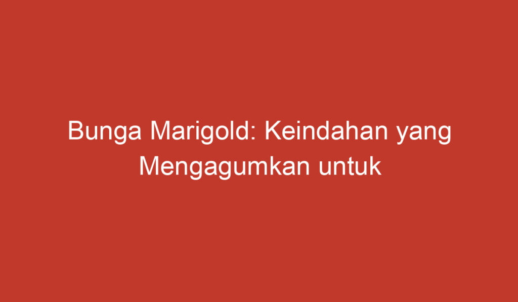 Bunga Marigold: Keindahan yang Mengagumkan untuk Taman Anda