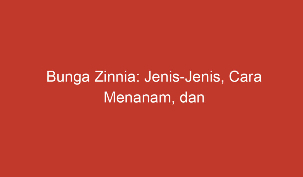 Bunga Zinnia: Jenis Jenis, Cara Menanam, dan Perawatan