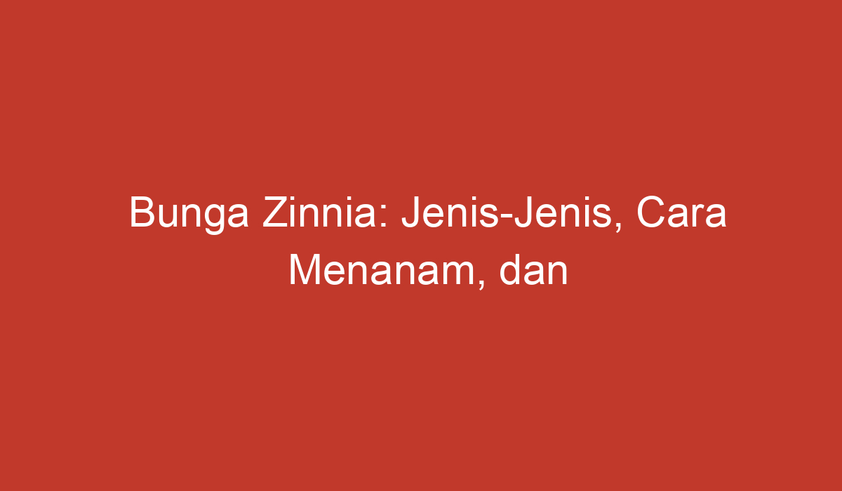 Bunga Zinnia: Jenis-Jenis, Cara Menanam, Dan Perawatan