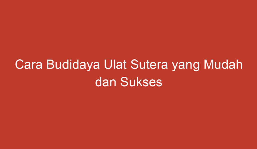 Cara Budidaya Ulat Sutera yang Mudah dan Sukses