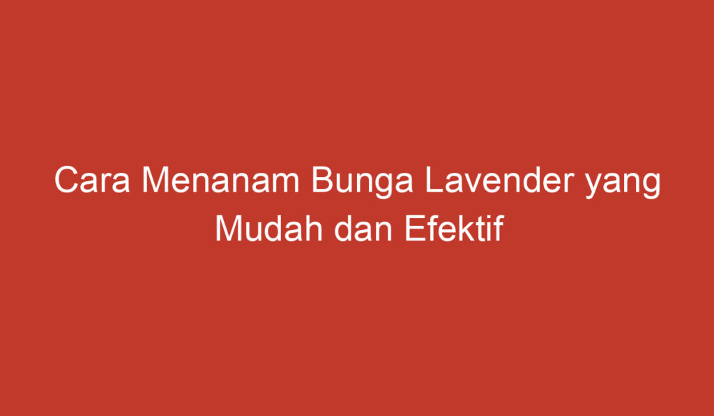 Cara Menanam Bunga Lavender yang Mudah dan Efektif