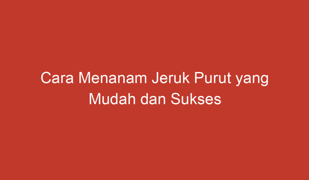 Cara Menanam Jeruk Purut yang Mudah dan Sukses