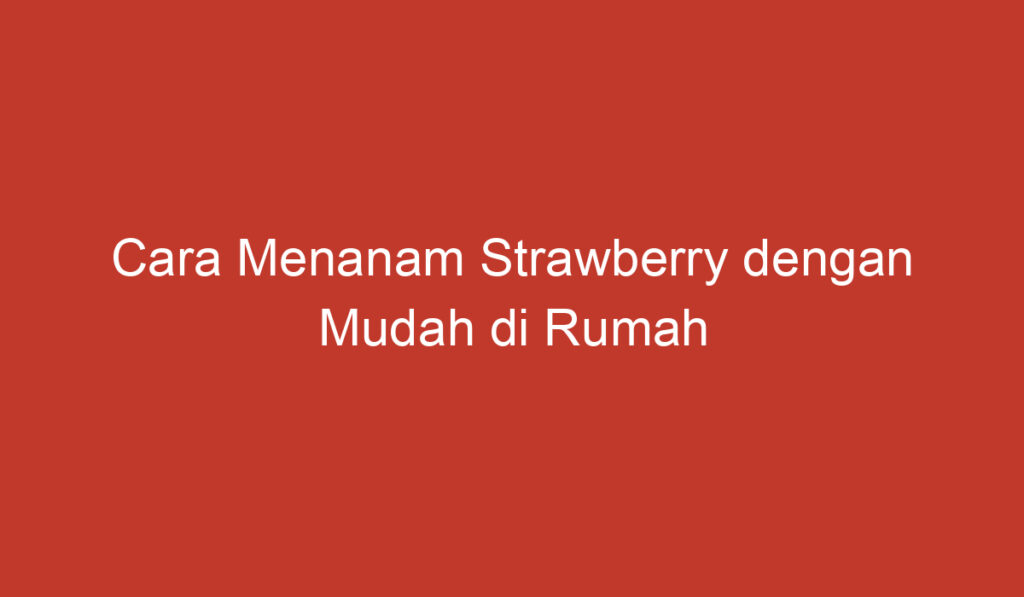 Cara Menanam Strawberry dengan Mudah di Rumah