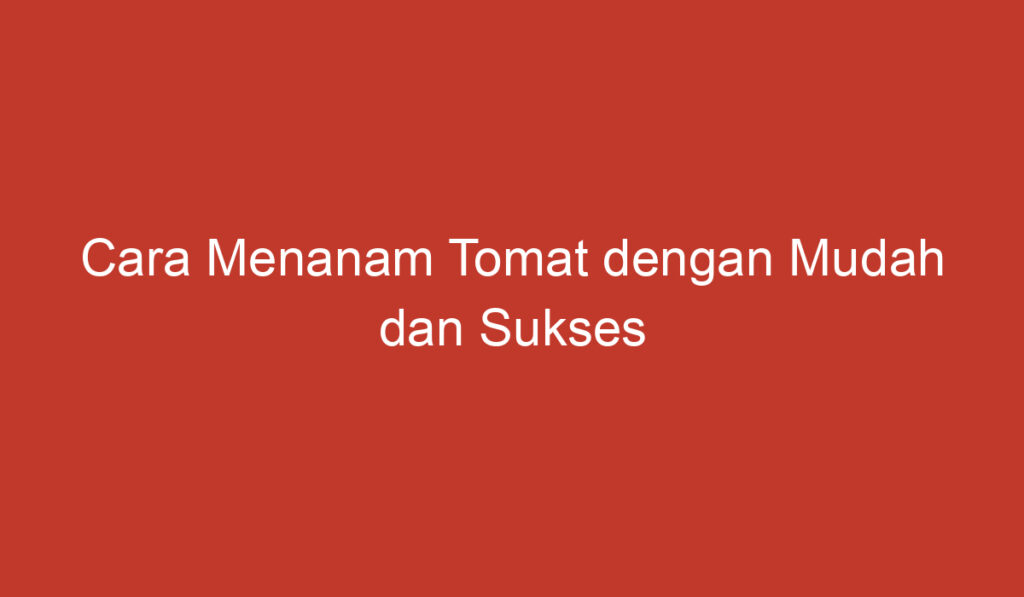 Cara Menanam Tomat dengan Mudah dan Sukses