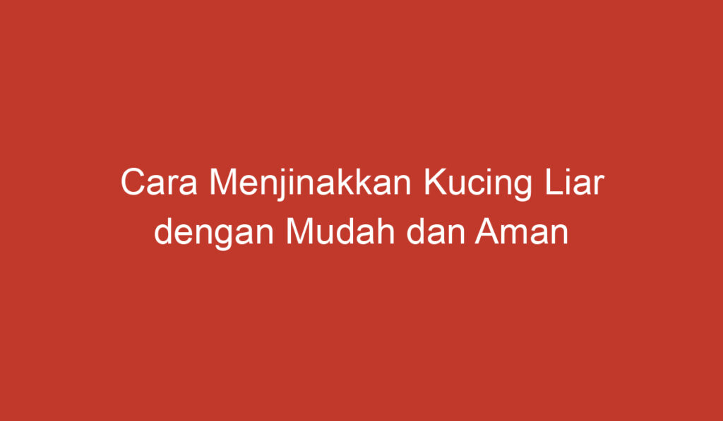 Cara Menjinakkan Kucing Liar dengan Mudah dan Aman