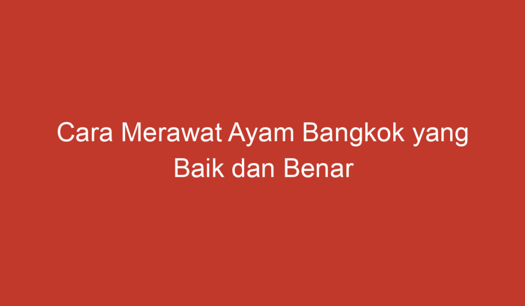 Cara Merawat Ayam Bangkok yang Baik dan Benar