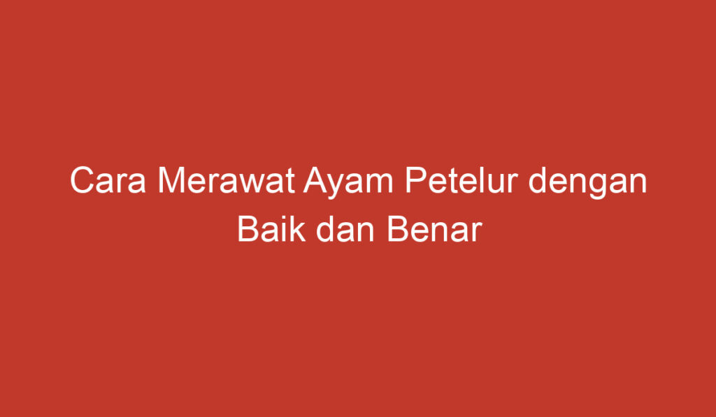 Cara Merawat Ayam Petelur dengan Baik dan Benar