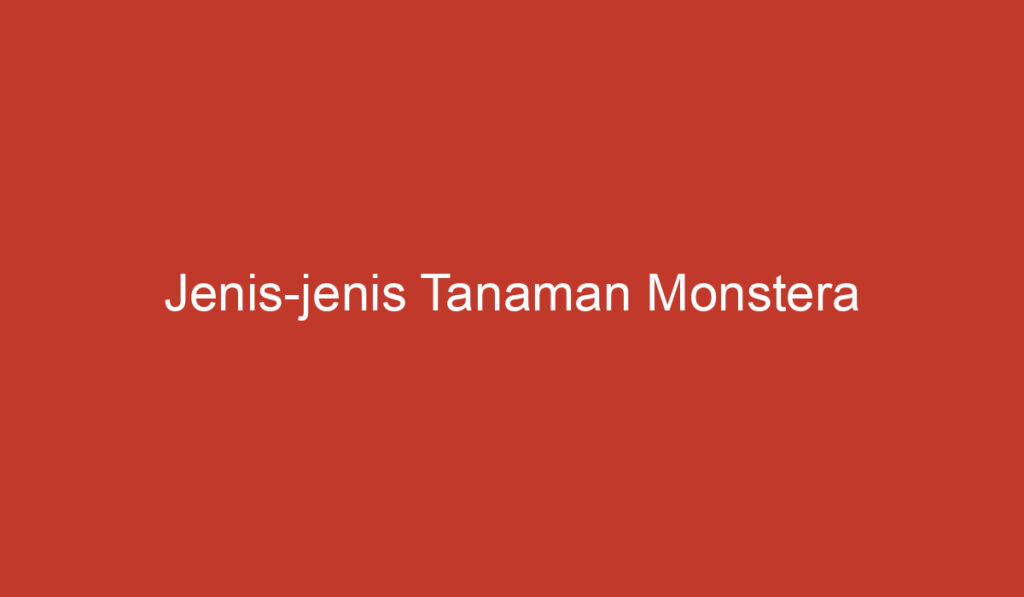 Jenis jenis Tanaman Monstera