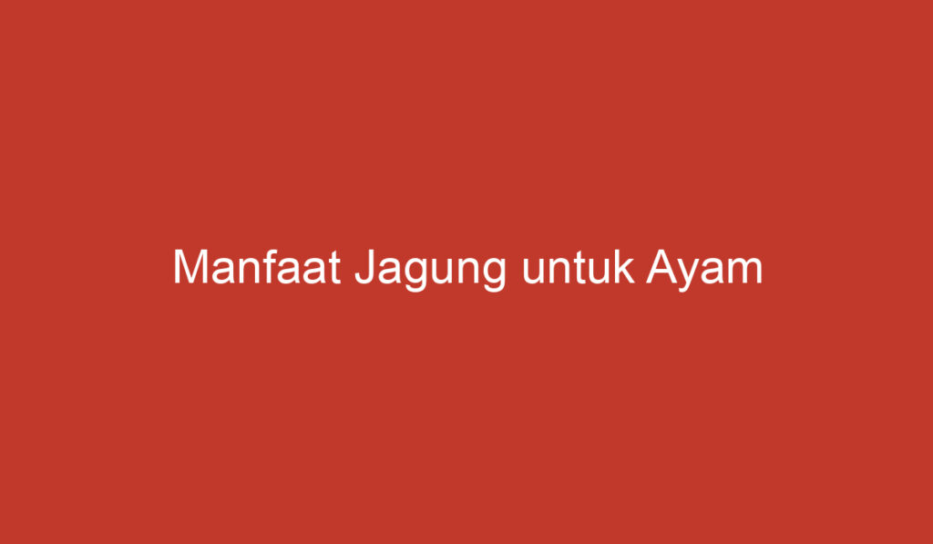 Manfaat Jagung untuk Ayam