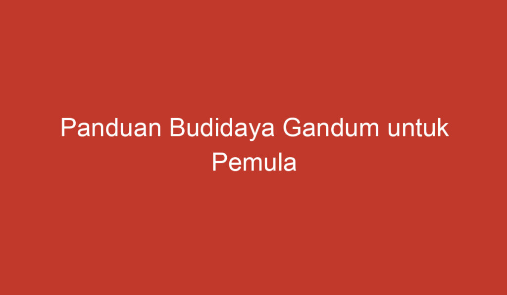 Panduan Budidaya Gandum untuk Pemula