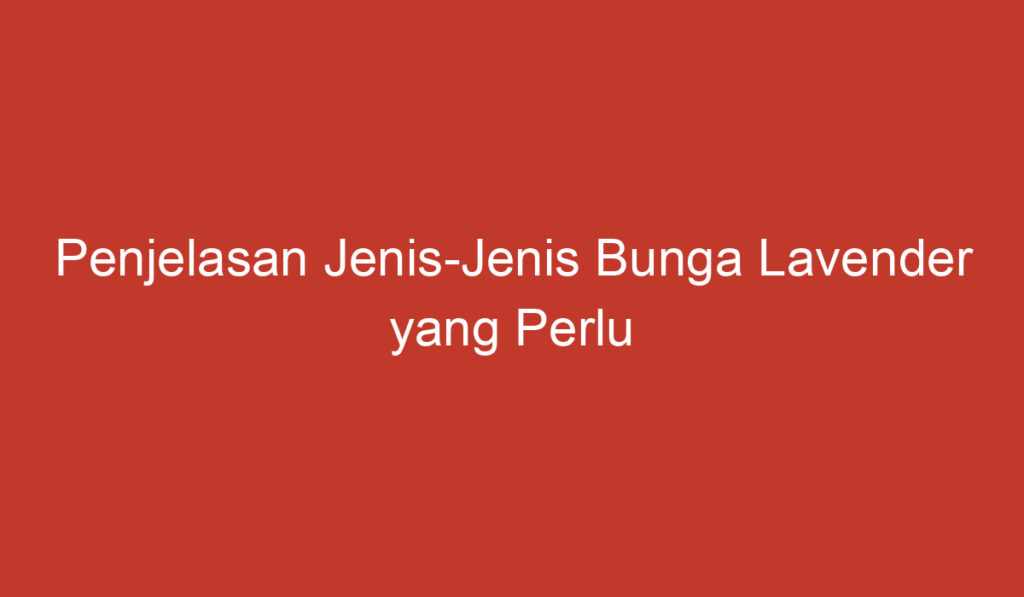 Penjelasan Jenis Jenis Bunga Lavender yang Perlu Anda Ketahui