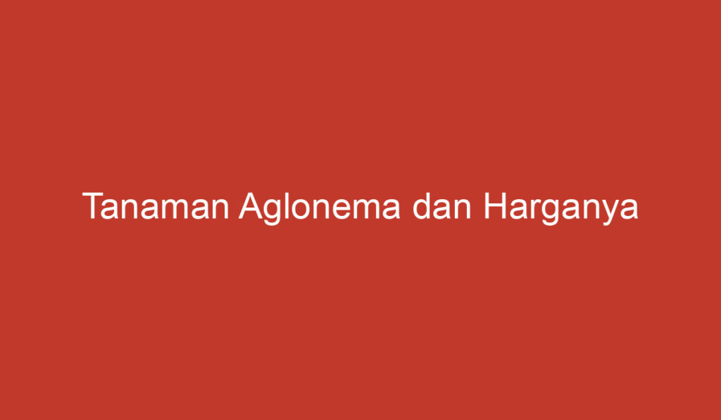 Tanaman Aglonema dan Harganya