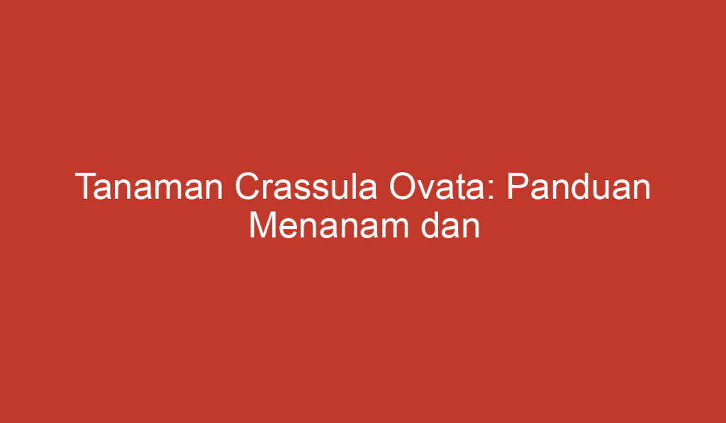 Tanaman Crassula Ovata: Panduan Menanam dan Merawat