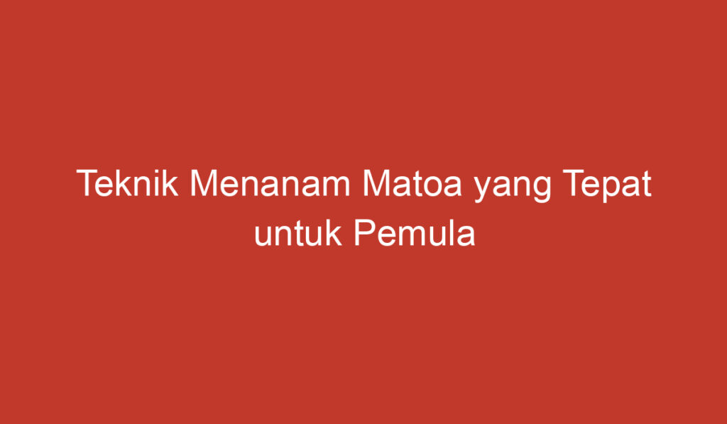 Teknik Menanam Matoa yang Tepat untuk Pemula