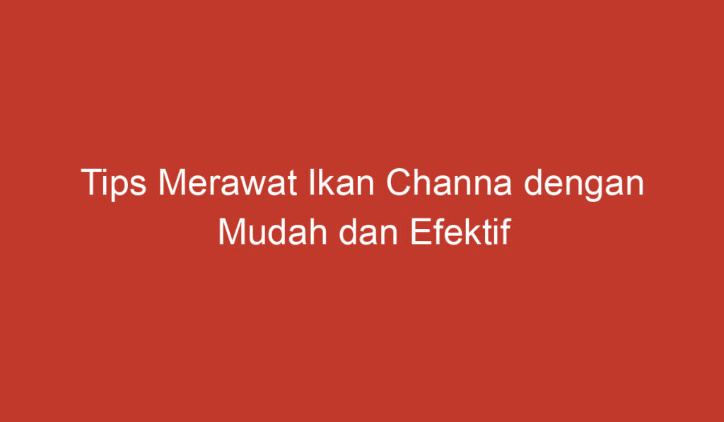 Tips Merawat Ikan Channa dengan Mudah dan Efektif