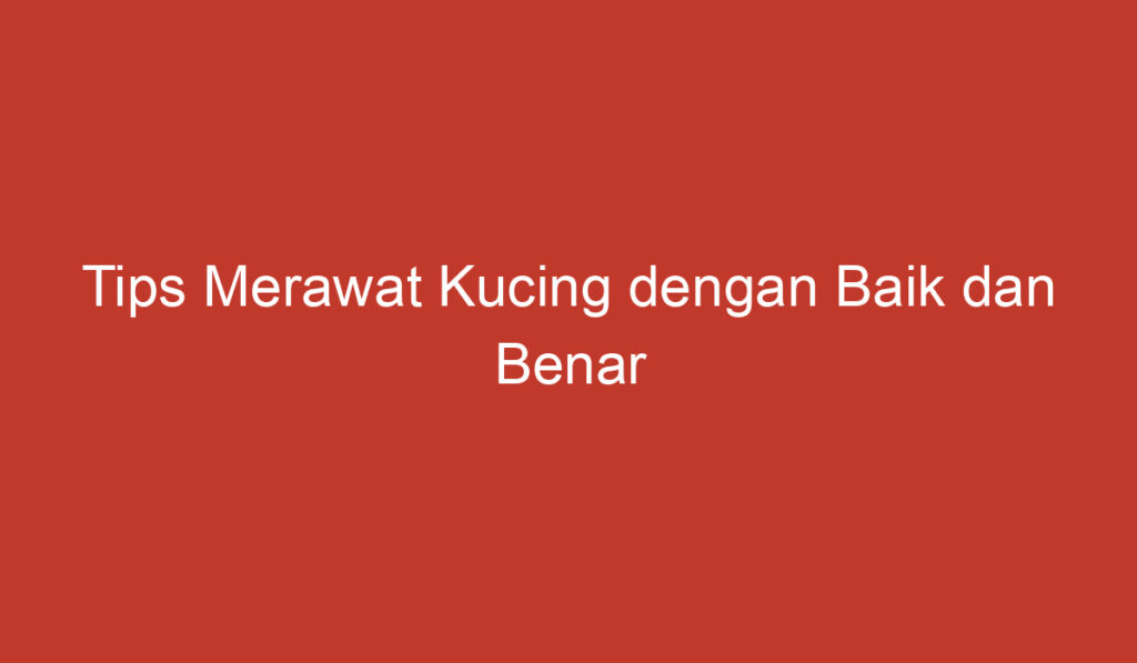 Tips Merawat Kucing dengan Baik dan Benar