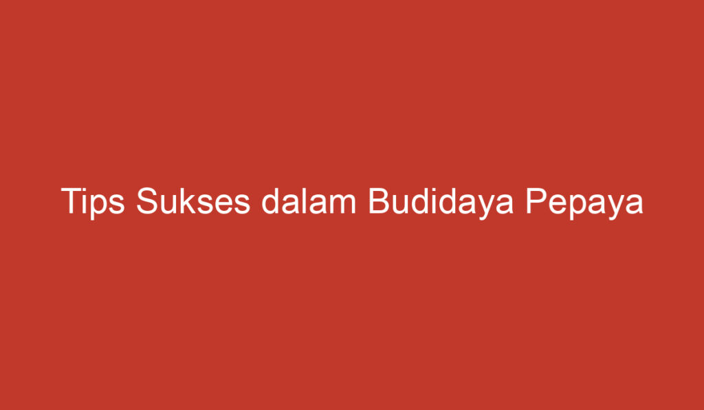 Tips Sukses dalam Budidaya Pepaya