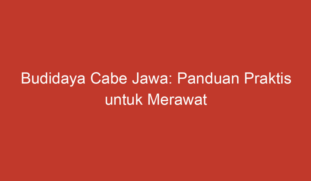 Budidaya Cabe Jawa: Panduan Praktis untuk Merawat Tanaman dan Meningkatkan Hasil Panen