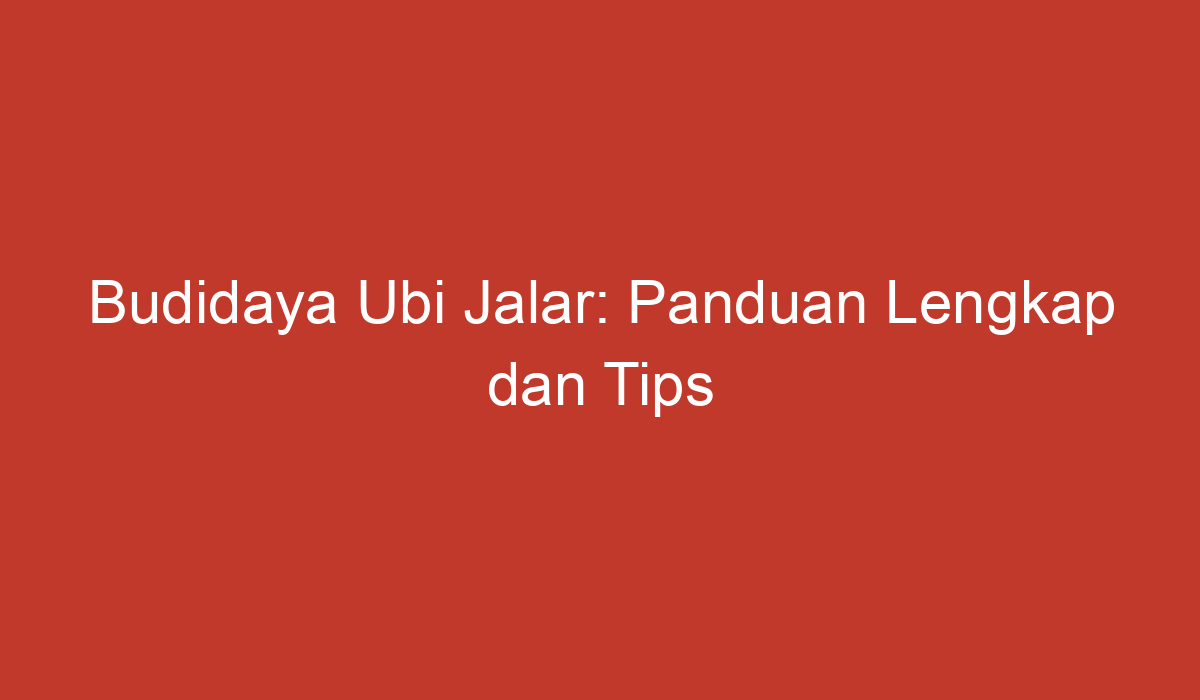 Budidaya Ubi Jalar Panduan Lengkap Dan Tips Sukses