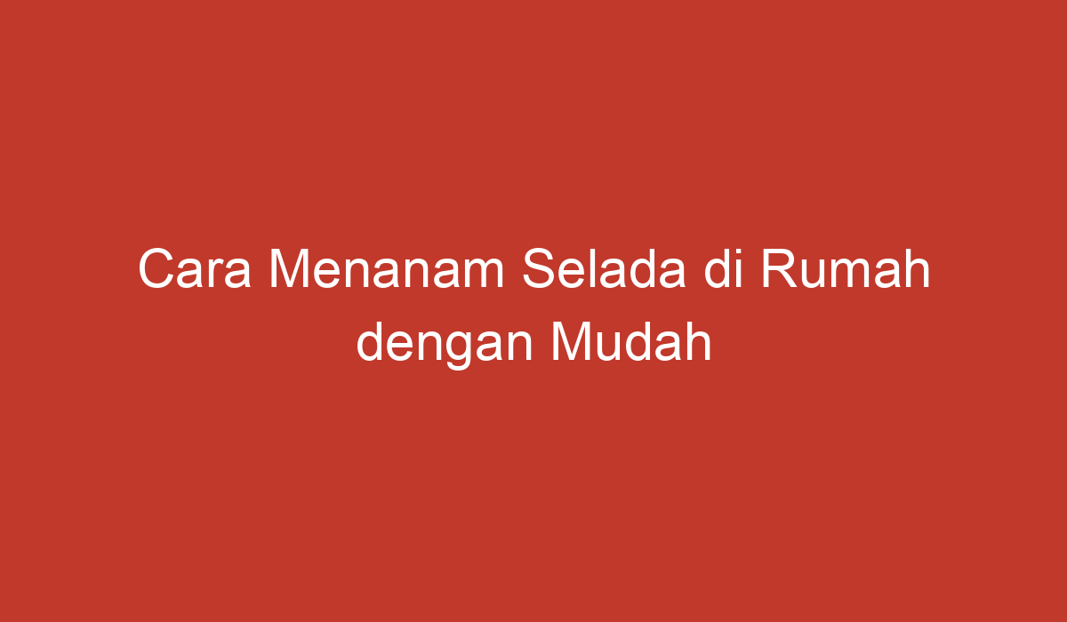 Cara Menanam Selada Di Rumah Dengan Mudah