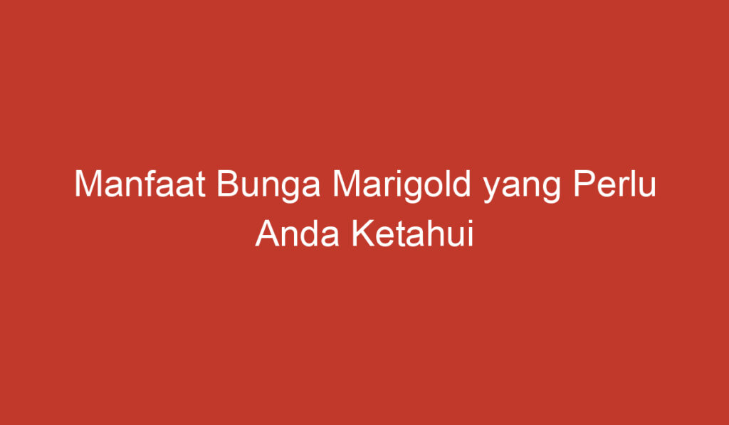 Manfaat Bunga Marigold yang Perlu Anda Ketahui